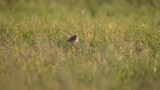 2011 Resting Eurasian Skylark Rapeseed Fields Sunset 포커스 — 비디오