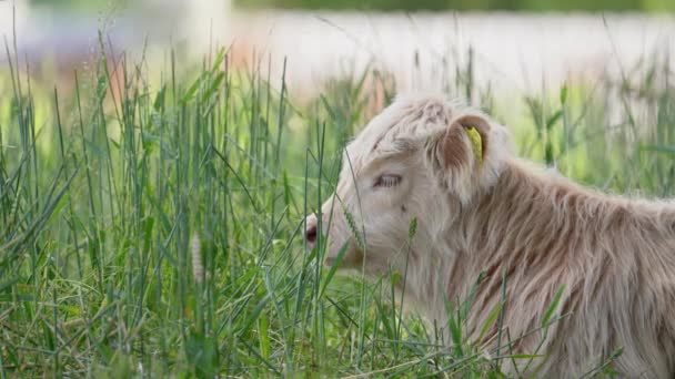 Genç Bir Dağ Sığırının Portresi Çimenlerde Dinleniyor Kapat — Stok video