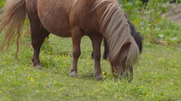 Shetland Ponies Grazing Spring Meadod Hills Daytime 타임스 가까이 — 비디오