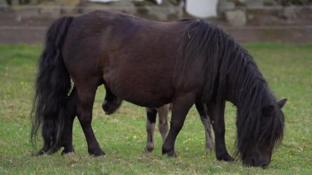 Schots Ras Shetland Pony Mare Met Een Veulen Grazen Het — Stockvideo