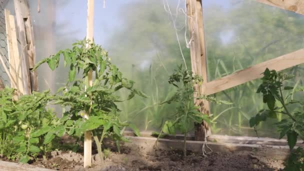 Экологические Овощи Выращиваемые Теплице Самоустойчивая Жизнь — стоковое видео