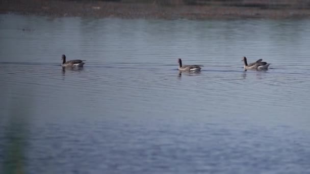 Flock Beautiful Anser Gansos Grises Flotando Tranquilo Lago Disparo Estático — Vídeo de stock