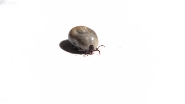 Large Tick White Background Close — Stock Video