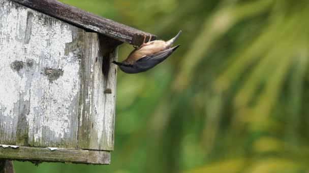 Nuthatch Cabeça Para Baixo Colocando Lama Caixa Ninho Pássaro — Vídeo de Stock