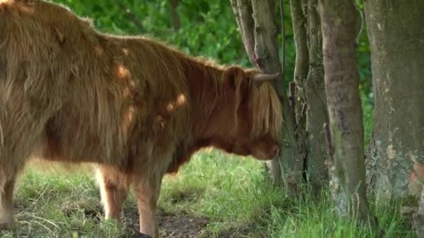 Highland Cow Frotando Cabeza Contra Tronco Árbol Cerca — Vídeos de Stock
