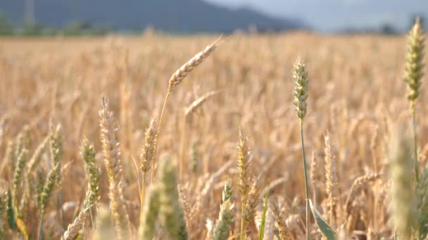 Zavřít Pohled Pšeničné Hlavy Pozadím Bokeh Zlatého Pole Dolly Right — Stock video