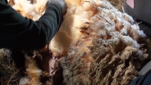Proces Strzyżenia Owiec Zbliżeniu Pomocą Nożyc Elektrycznych — Wideo stockowe