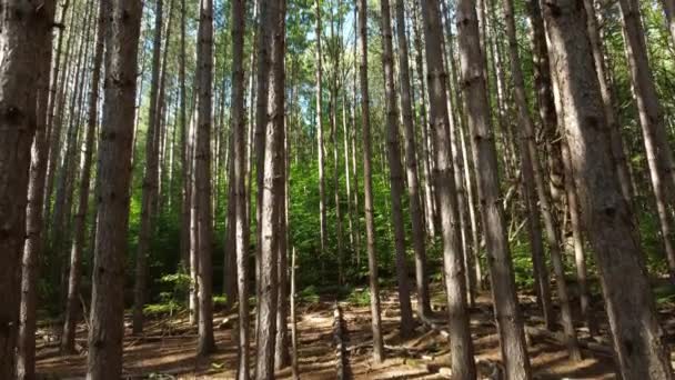 在加拿大安大略省阿尔贡昆省公园 空中无人驾驶飞机飞过树木 捕捉美丽而神秘的混合森林 美丽而柔和的阳光穿过树林 — 图库视频影像