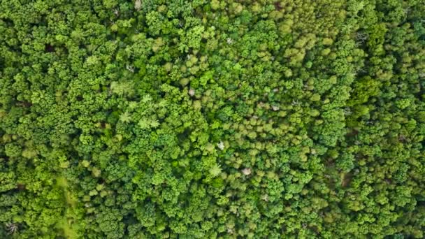 Letecký Pohled Zvlněné Kopce Abstraktní Pozadí Bujné Zelené Lesní Stromy — Stock video