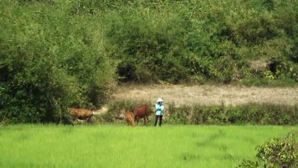 Vietnamese Person Looking Cows Deep Rural Village Area Distance View — Stock Video