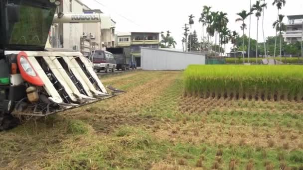 Campo Arroz Recién Cosechado Cosechado Durante Temporada Cosecha Ciudad Douliu — Vídeo de stock