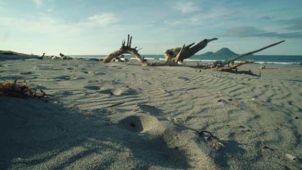 대양의 파도가 뉴질랜드 카탄만의 풍요만 안선을 깨뜨리고 모래사장에 조각의 낙엽수가 — 비디오