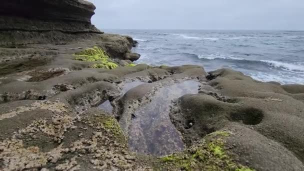 Small Tide Pool Small Sea Shells Attached Jolla Cove — Stock Video