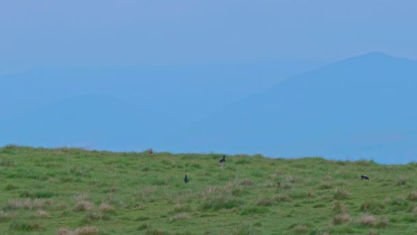 Zwarte Korhoen Hun Lekking Site Met Wazige North Pennine Heuvels — Stockvideo