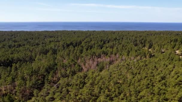 Aerial Flying Forest Trees Curonian Spit Lituania Dolly Adelante — Vídeos de Stock