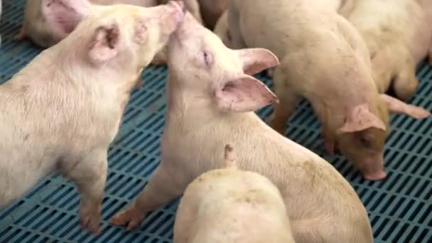 Piglets Play Wrestle Factory Farm Kiss Face Snout — Stock Video