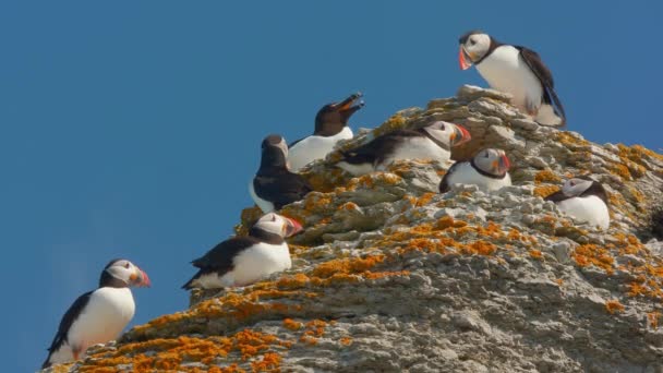 大西洋のふぐの面白い鳥のグループが近くの上の崖の上に休んで — ストック動画