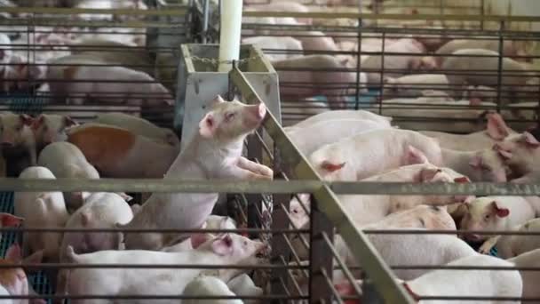 Pig Tries Escape Cage Animal Factory Farm Rural Usa Midwest — Stock Video