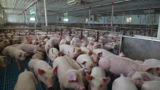 Vista Interior Granja Cerdos Fábrica Industria Porcina Animales Jaulas Estrechas — Vídeos de Stock