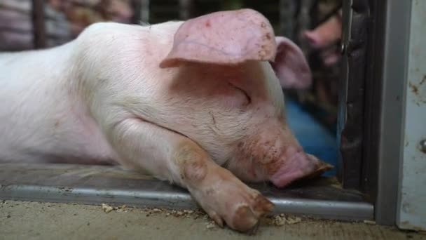 幸せな子豚は農場の床に横たわっています 赤ちゃん豚 鼻と顔を閉じて頭を — ストック動画