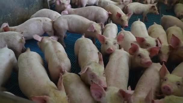 Tierquälerei Schweine Und Schweine Engen Käfigen Verpackt Peta Widerspricht — Stockvideo