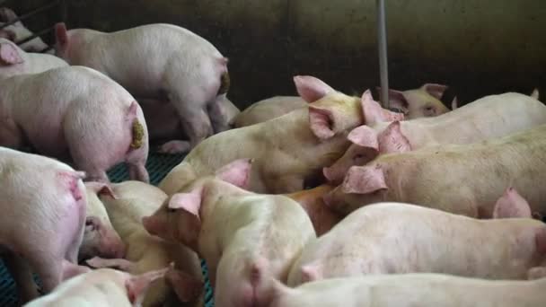 Schweine Kotzen Gülle Fällt Der Massentierhaltung Auf Boden Und Latten — Stockvideo