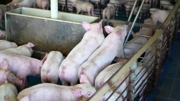 Pigs Eat Trough Hogs Drink Water Industrial Factory Farm America — Stock Video