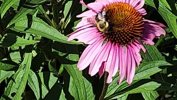 Honeybee Colleting Pollen Fron Purple Corn Flowers — Stock Video