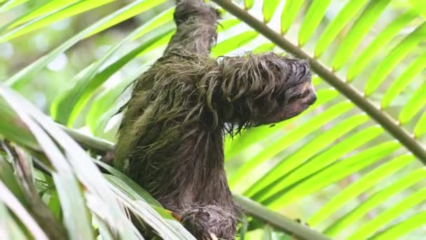 Costa Rica Sloth Rainforest Climbing Tree Brown Throated Three Toed — стокове відео