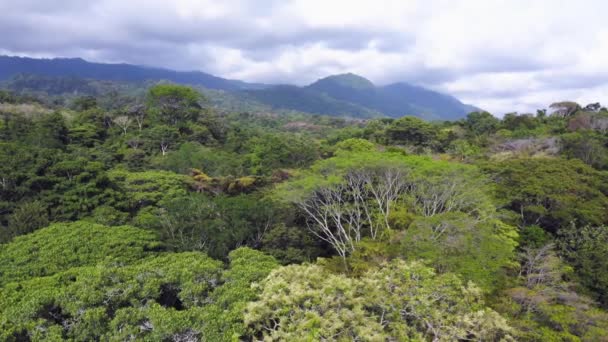 Drone Lotnicze Widok Drzew Tropikalnych Baldachim Góry Kostaryce Ameryka Środkowa — Wideo stockowe