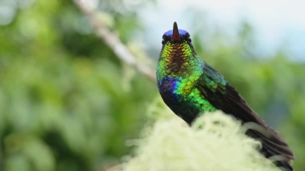 Κόστα Ρίκα Πυρκαγιά Λαρισμένο Κολιμπρί Παντερπ Διακριτικά Bird Close Πορτρέτο — Αρχείο Βίντεο