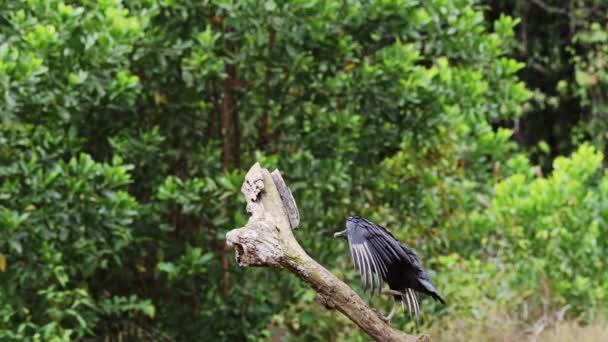 Black Vulture Coragyps Atratus Portration Costa Rica Wildlife Birds Walking — ストック動画