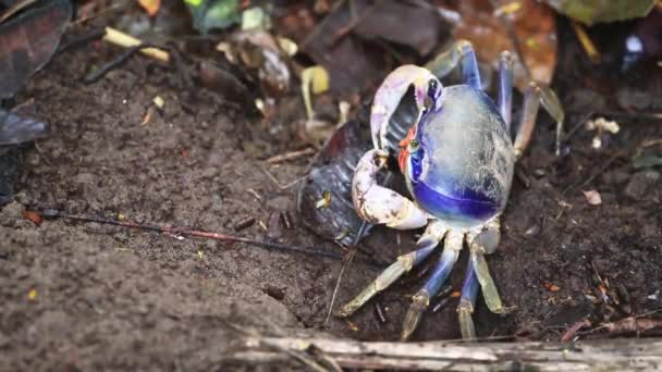 Blue Land Crab Cardisoma Guanhumi Costa Rica Wildlife Rainforest Animals — Vídeo de Stock