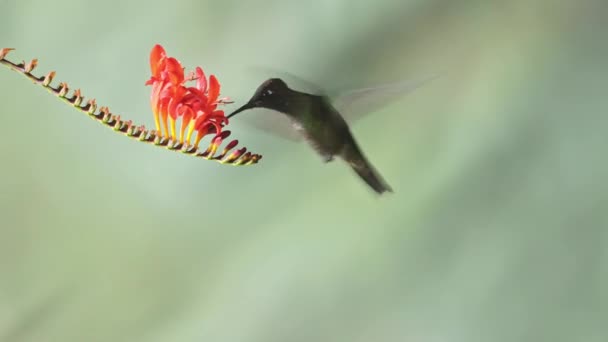 Talamanca Hummingbird Eugenes Spectabilis Flying Feeding Drinking Nectar Flowers Costa — Stockvideo