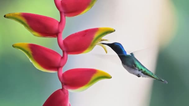 White Necked Jacobin Hummingbird Florisuga Mellivora Bird Flying Flight Feeding — Vídeos de Stock