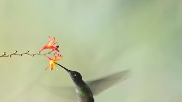 Talamanca Hummingbird Eugenes Spectabilis Flying Feeding Drinking Nectar Flowers Costa — Vídeos de Stock