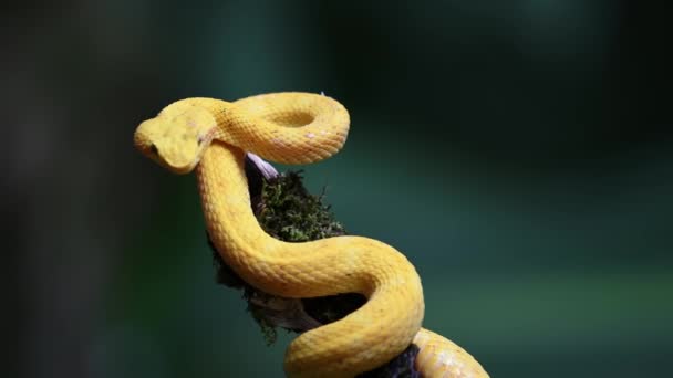 コスタリカ野生動物 アイラッシュバイパースネーク 彼のSchlegeliiを繁栄 危険な熱帯雨林動物 明るい黄色で枝にカールアップ明るい色の毒蛇 — ストック動画