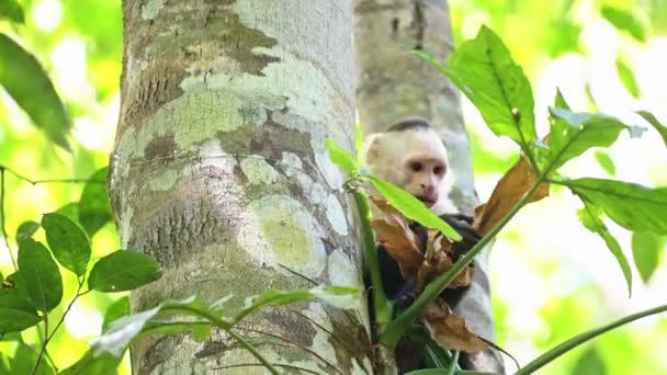 Central American Spider Monkey Saimiri Oerstedii Eating Feeding Leaves Plants — Αρχείο Βίντεο