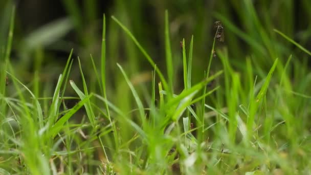 Mieren Het Gras Vinden Nieuwe Zoutoplossing — Stockvideo