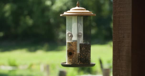 Feliz Cardenal Rojo Vuela Comedero Aves — Vídeos de Stock