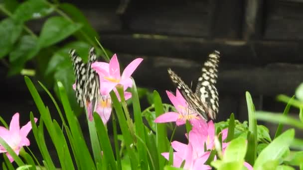 Magnifique Fleurs Papillon Dans Herbe — Video