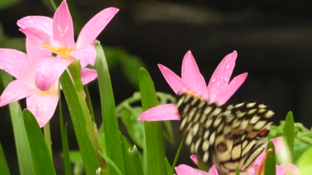 Çiçeklerdeki Kelebek Yiyecek Buluyor — Stok video