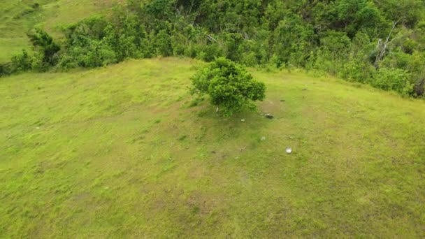 Buja Zöld Fák Nőttek Hilltopon Egy Vidéki Városban Légi Drón — Stock videók