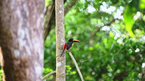 Costa Rica Toucan Flying Fiery Billed Aracari Pteroglossus Frantzii Colourful — Stock Video