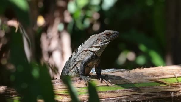 Black Spiny Tailed Iguana Ctenosaura Similis Costa Rica Wildlife Rainforest — Vídeo de stock