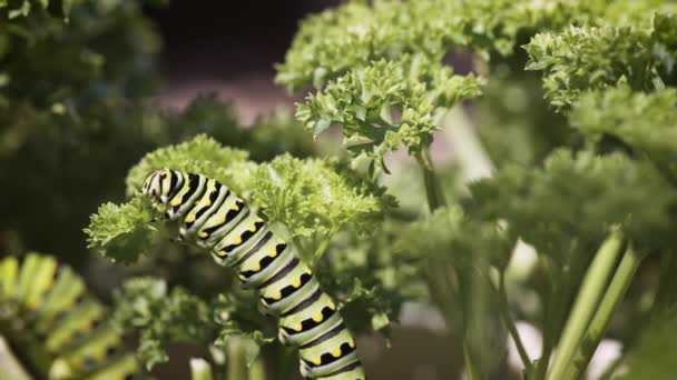 Une Chenille Hirondelle Grignote Persil — Video