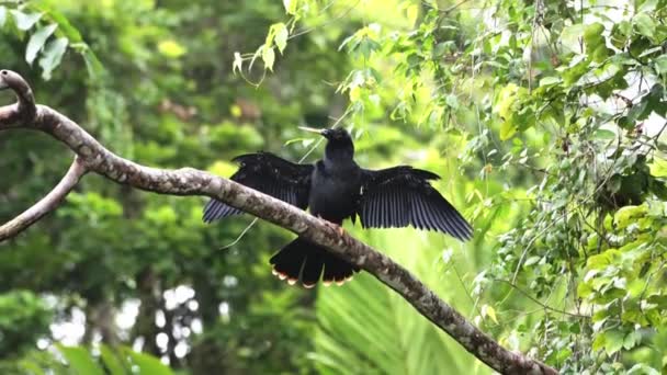Costa Rica Wildlife Anhinga Bird Anhinga Anhinga Het Regenwoud Het — Stockvideo