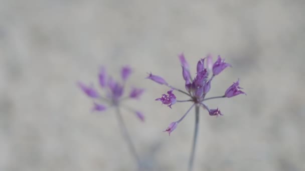 Utah Wüste Lila Blume Big Rock Candy Mountain — Stockvideo