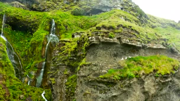 Witte Meeuwen Vliegen Rond Zitten Groen Gras Ijslandse Rocky Mountainside — Stockvideo