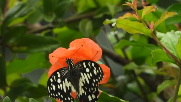 Belle Fleurs Papillon — Video
